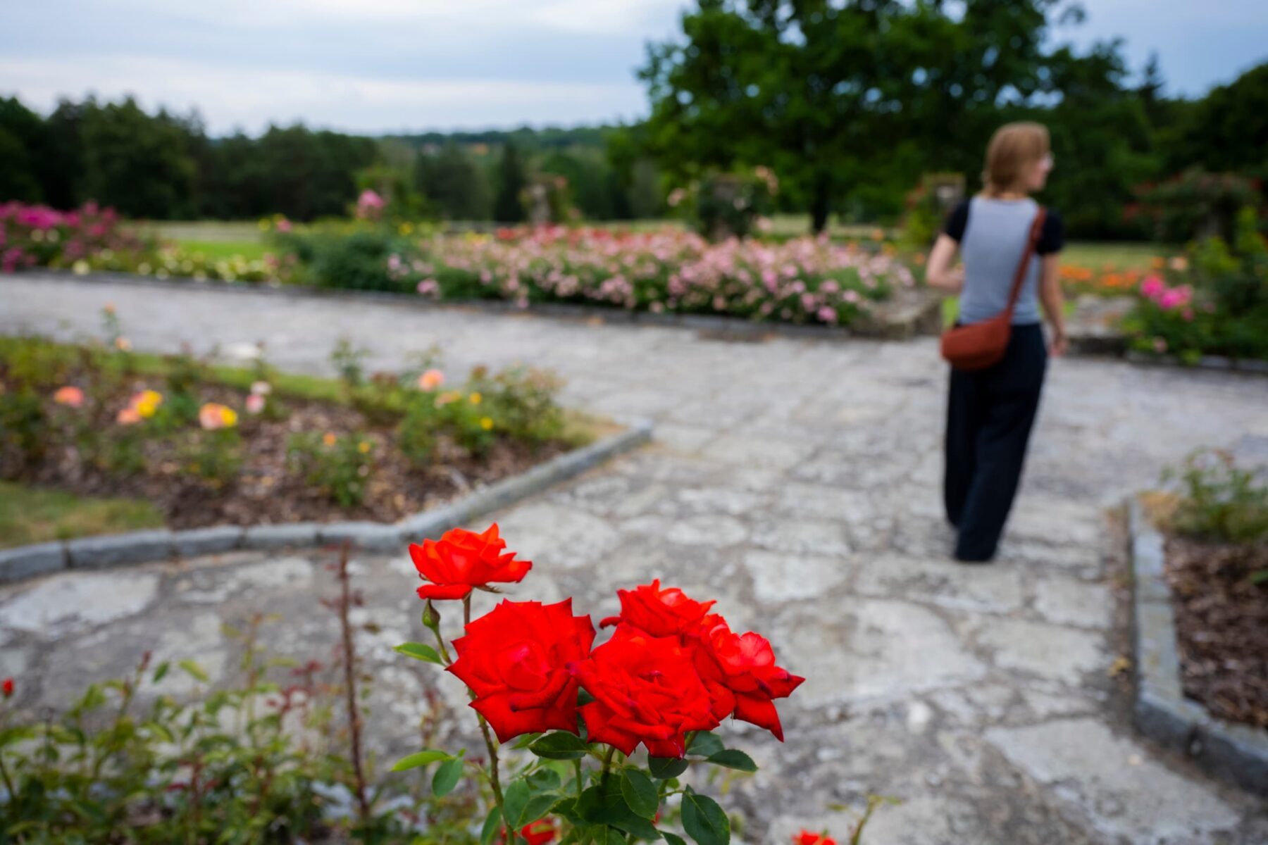 Rote Rosen im Vordergrund, verschwommene Freiwillige mit Umhängetasche auf Steinweg in der Gedenkstätte Lidice, Tschechien.