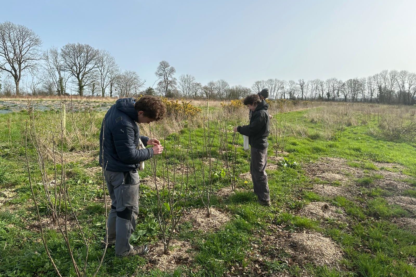Zwei ASF‑Volontäre in Jacken arbeiten an jungen Sträuchern in grasiger Bocage‑Wiese unter klarem Himmel.